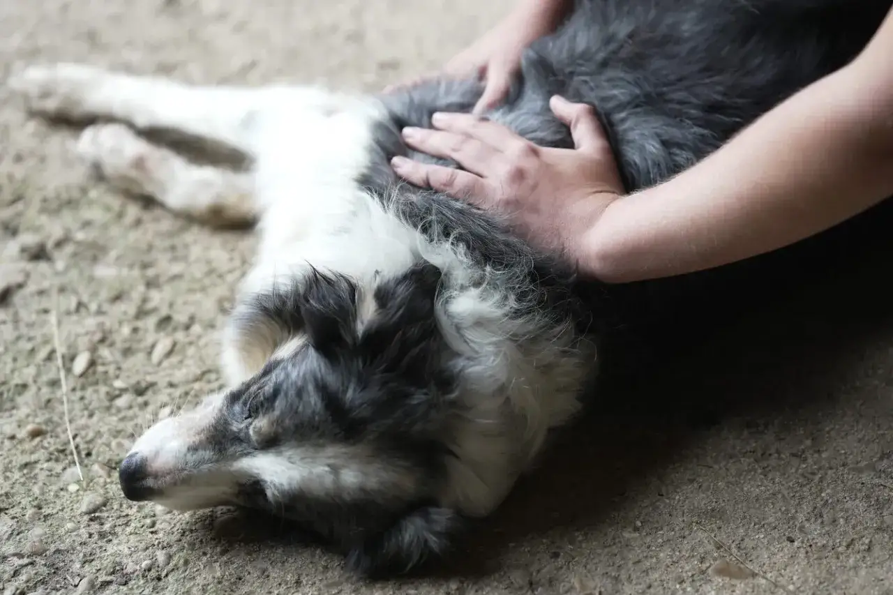 Douces mains caressant mon chien de 14 ans qui ne tient plus sur ses pattes. Il repose sur le sol, le corps mou, le regard lointain.