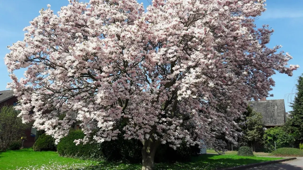 Prächtige Magnolie in voller Blüte. Ein leichter Wind lässt Blütenblätter fallen, als ob jemand die Magnolie schneiden würde.