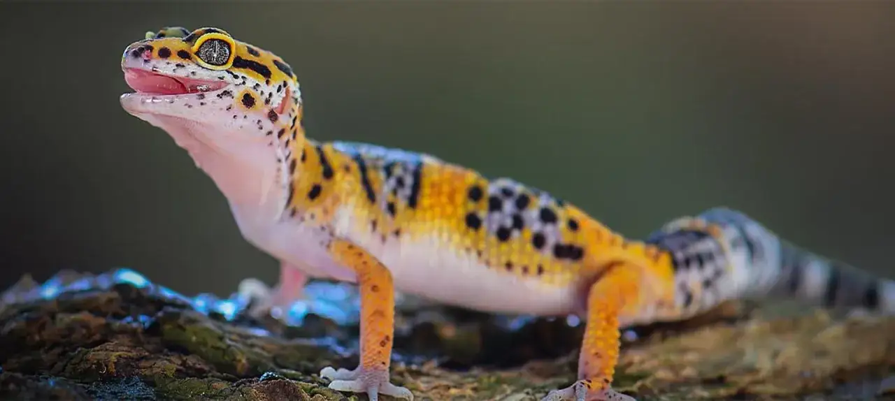 Gekon lamparci w terrarium