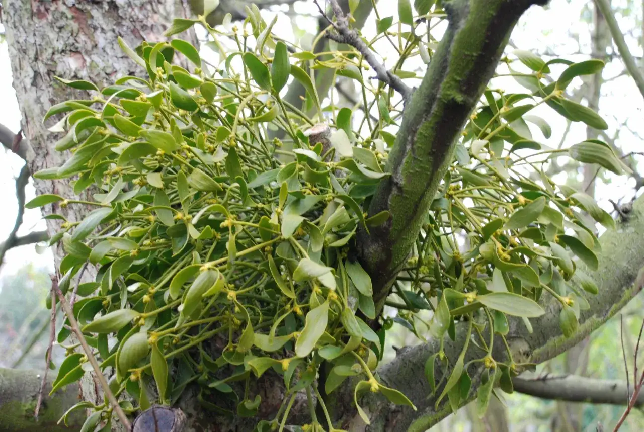 Gros plan sur du gui, une plante parasite aux feuilles vertes et aux petites fleurs jaunes, accroch&eacute;e &agrave; une branche d'arbre. Une diff&eacute;rence notable avec le houx.