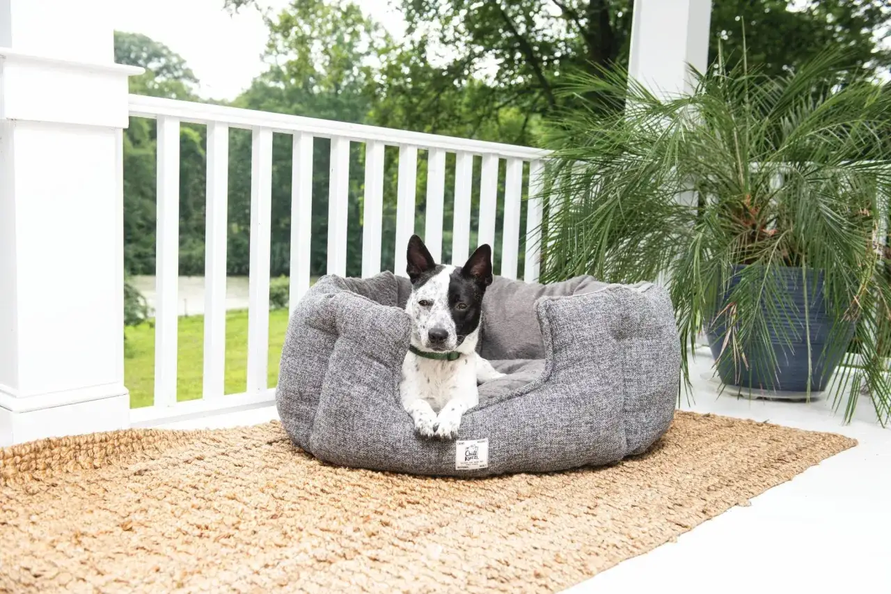 En hund med svart och vit päls ligger i en mjuk hundsäng på en veranda. En stor palm står bredvid. Här verkar det som var ska hunden sova.