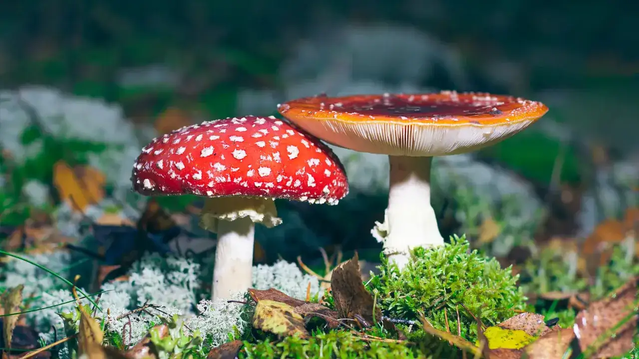 Łysiczka kubańska Psilocybe cubensis odmiany
