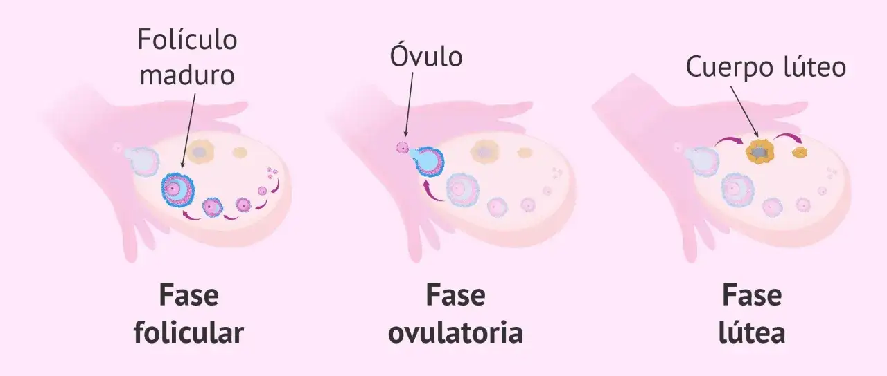 Ilustraci&oacute;n del ciclo ov&aacute;rico: fol&iacute;culo maduro, ovulaci&oacute;n y cuerpo l&uacute;teo. Algunas mujeres experimentan dolor ovulacion.