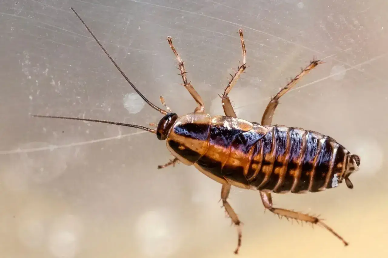 Una cucaracha Blattella germánica, con sus antenas largas y patas espinosas, se arrastra por una superficie translúcida.