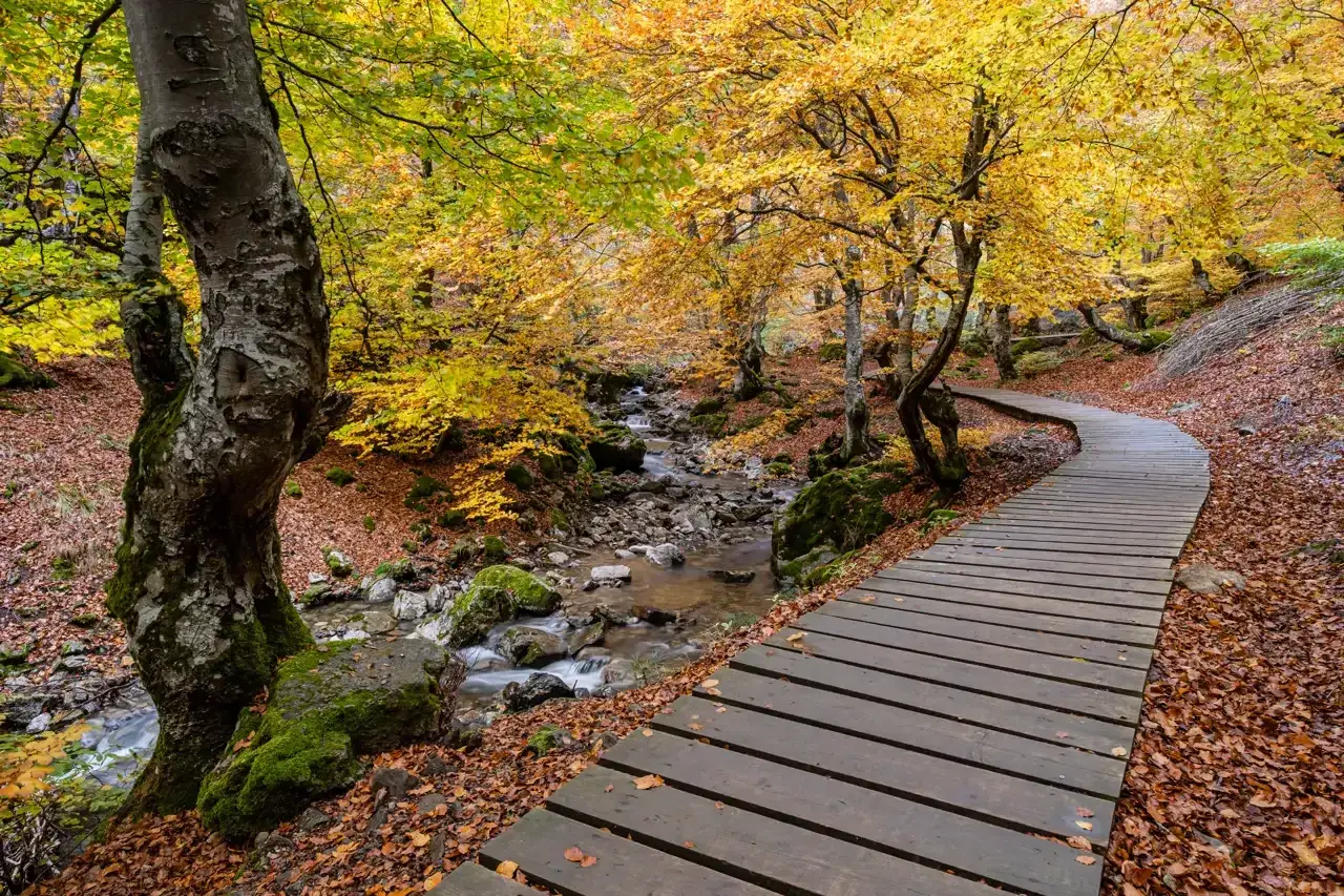 Sendero de madera serpentea por un bosque otoñal con hojas doradas y un arroyo. Un lugar perfecto que visitar en octubre.