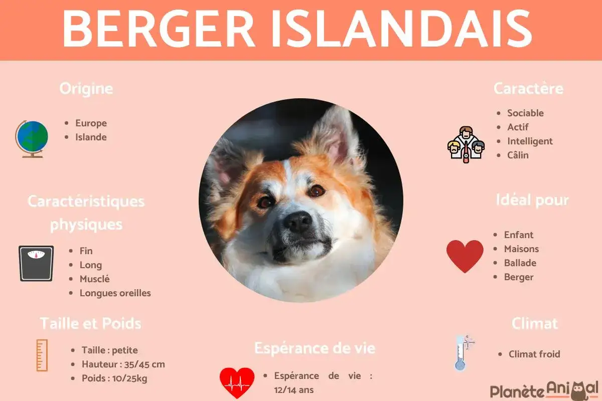 Berger islandais : petite taille, 35-45 cm, 10-25 kg. Chien sociable, actif, id&eacute;al pour la famille et les bergers.