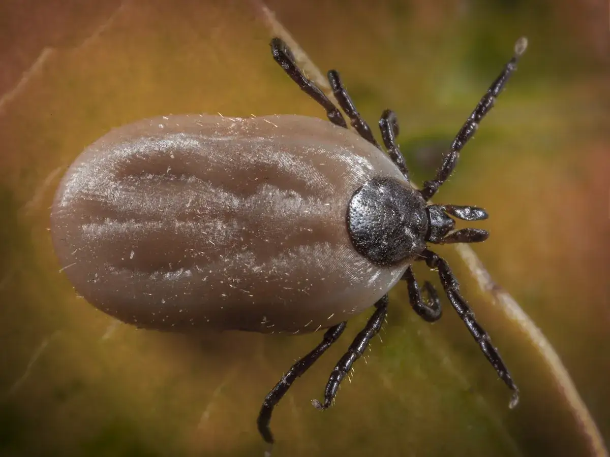Gros plan d'une tique blanche, un parasite &agrave; huit pattes, sur une feuille aux teintes orang&eacute;es et vertes.