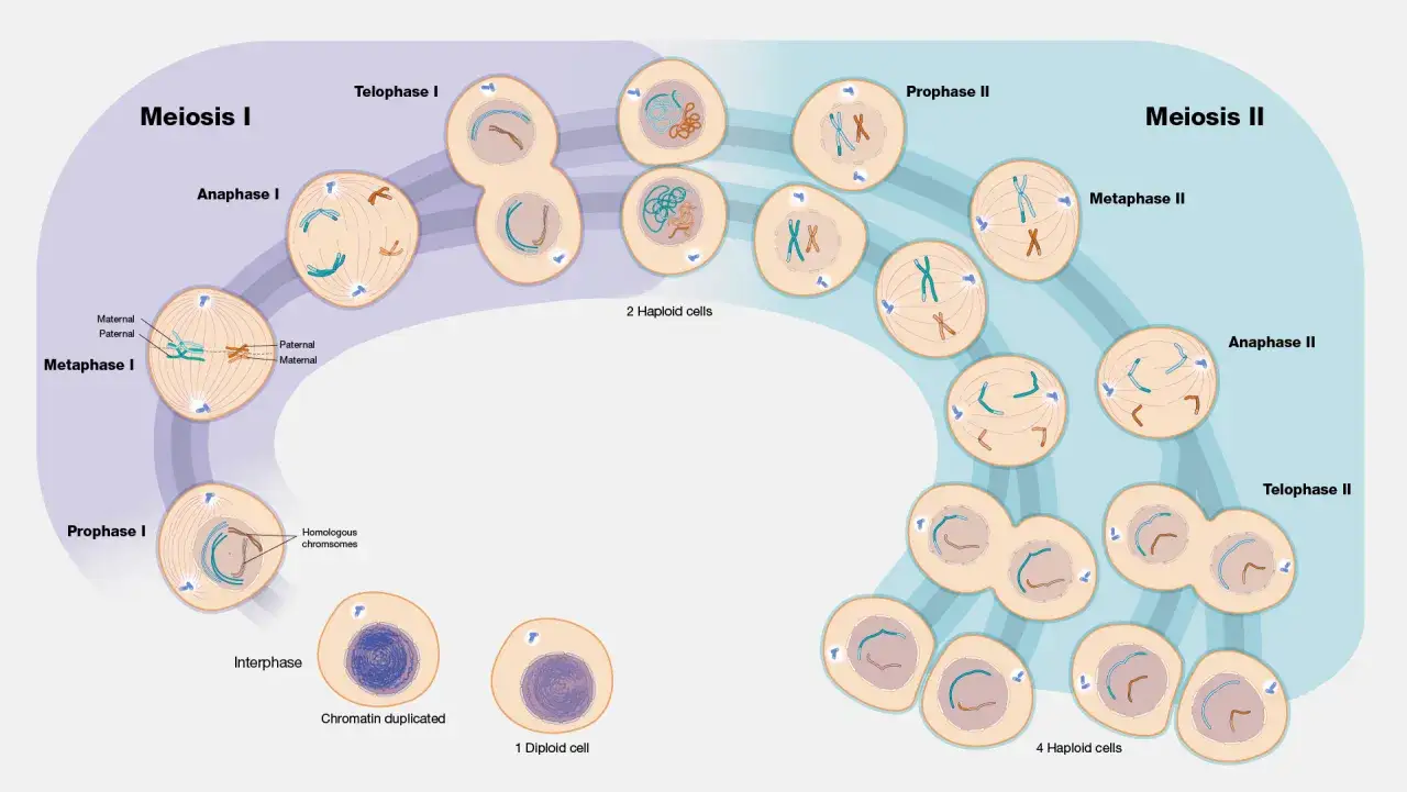 Ilustracja przedstawia podział komórki (mejozę), który prowadzi do powstania gamet. Człowiek ma 46 chromosomów, a w wyniku mejozy powstają komórki z połową tej liczby.