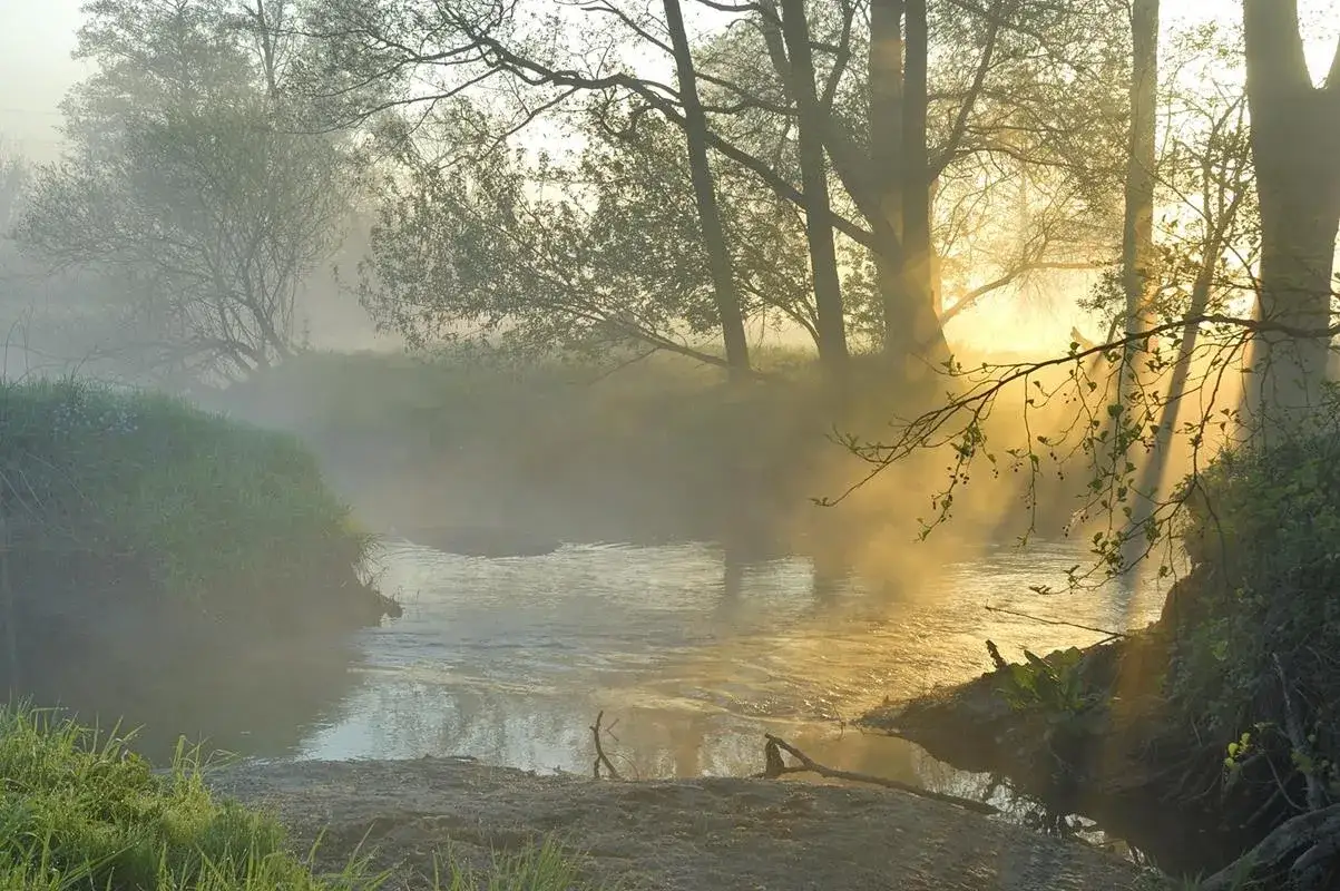 Mglisty poranek nad rzeką w Prażmowie. Słońce przebija się przez mgłę, oświetlając drzewa i wodę.