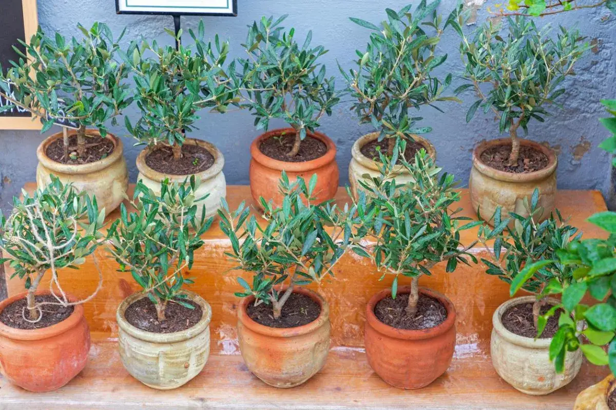 Peque&ntilde;os olivos en macetas de terracota y cer&aacute;mica, listos para aprender como cuidar un olivo en maceta y crecer sanos.