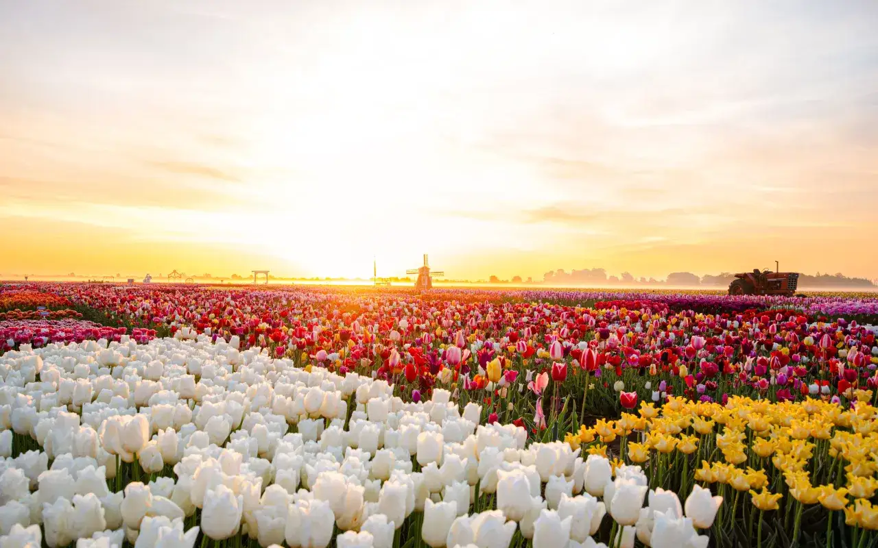 Wschód słońca nad polem tulipanów, wiatrak i traktor. Kiedy najlepiej do Keukenhof? Wiosną, gdy kwitną te cuda!