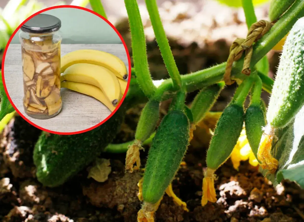 Słoik z obierkami banan&oacute;w i same banany obok młodych og&oacute;rk&oacute;w. Czy to wyjaśnia, dlaczego og&oacute;rki rosną krzywe?