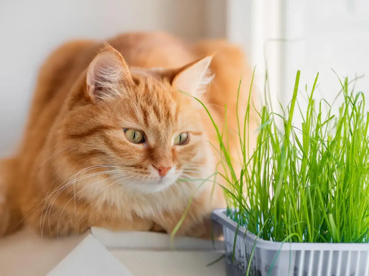 An orange cat curiously looks at a pot of pet grass, a healthy snack for felines.
