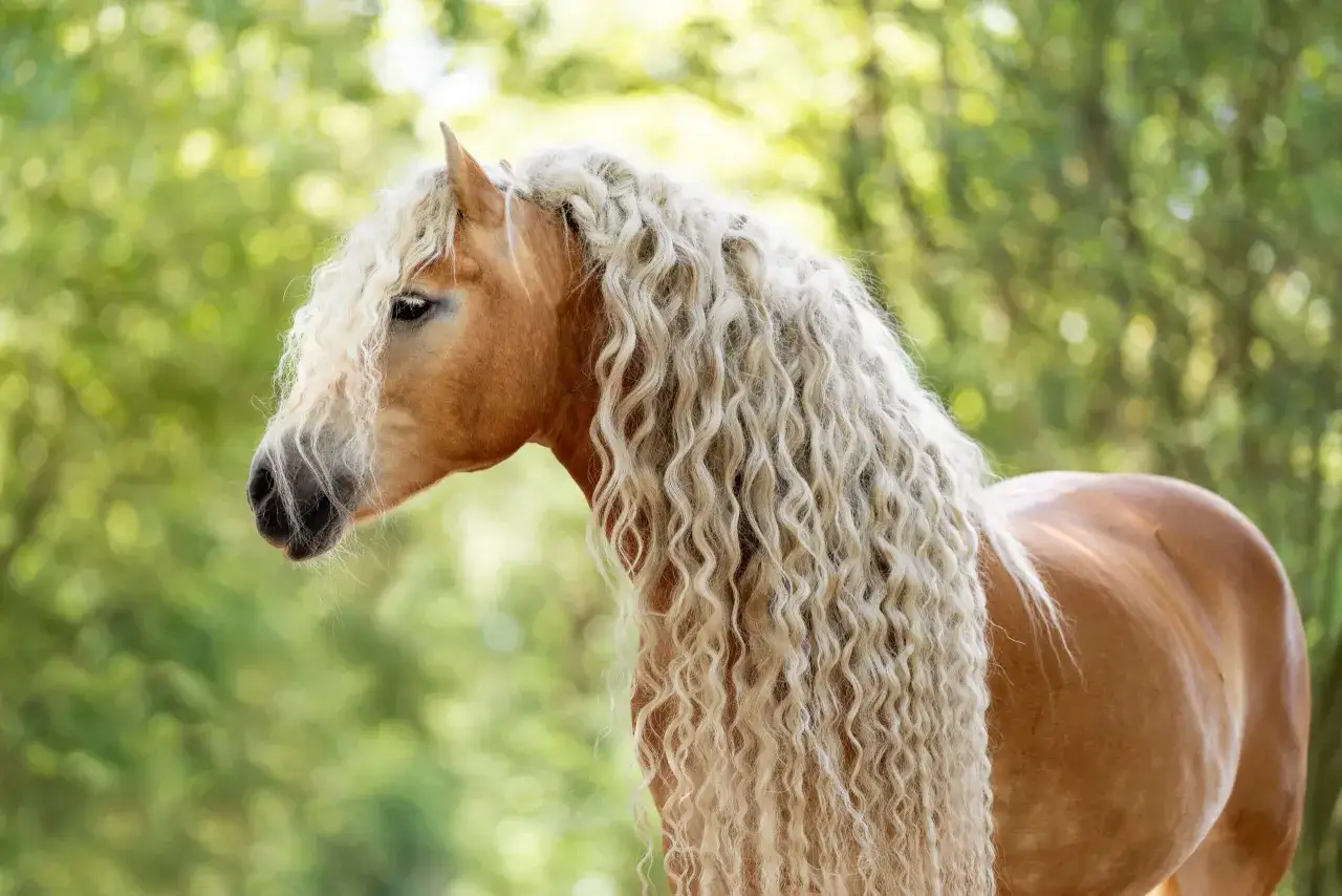 Piękny haflinger z bujną, falującą grzywą na tle zielonego lasu.