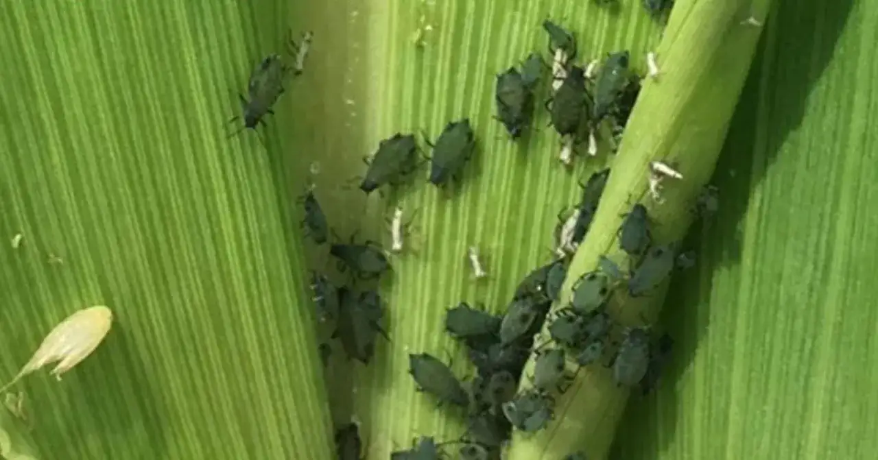 A cluster of corn bugs, small dark green insects, infest a vibrant green corn stalk and leaves.