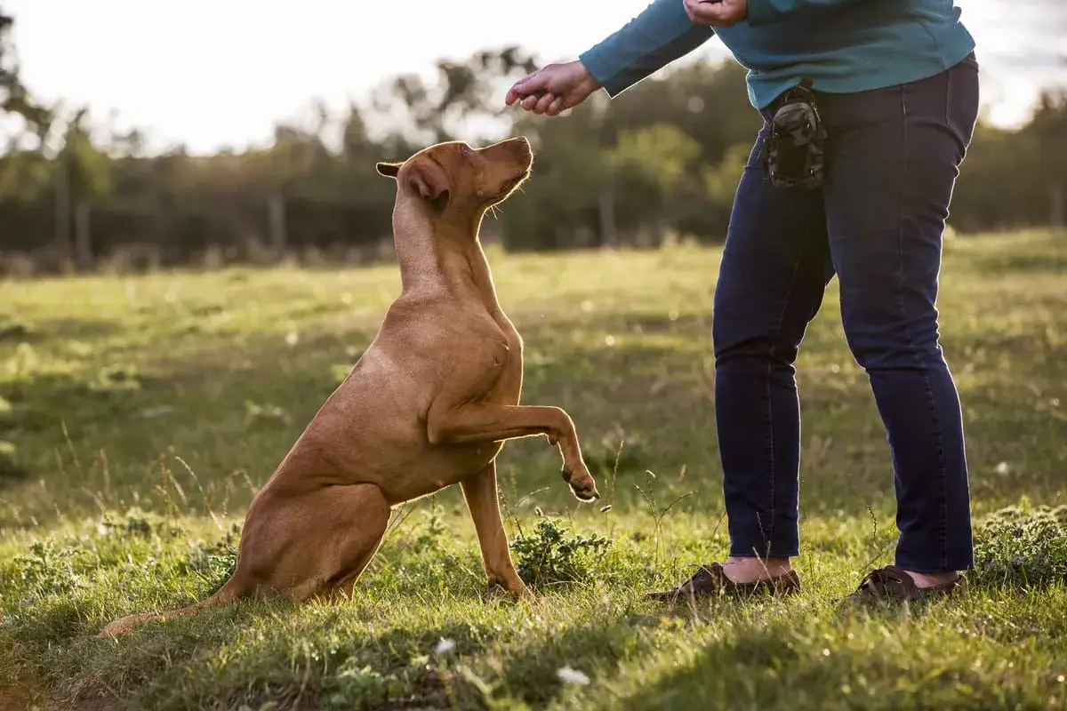 Perro marrón sentado en el campo, con una pata levantada, esperando una golosina. Un ejemplo de cómo adiestrar a un perro con refuerzo positivo.