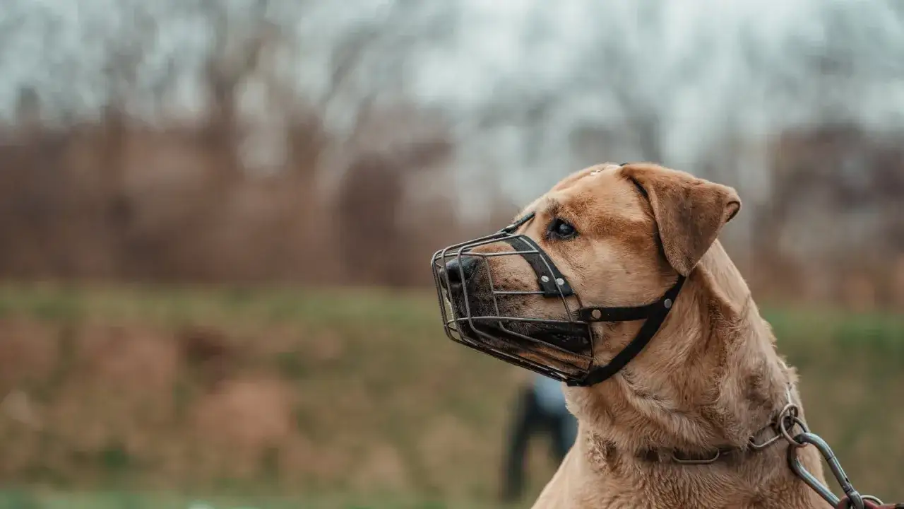 Pies w kagańcu, zamyślony. Czy pies powinien mieć kaganiec? To pytanie, kt&oacute;re zadaje sobie wielu właścicieli.