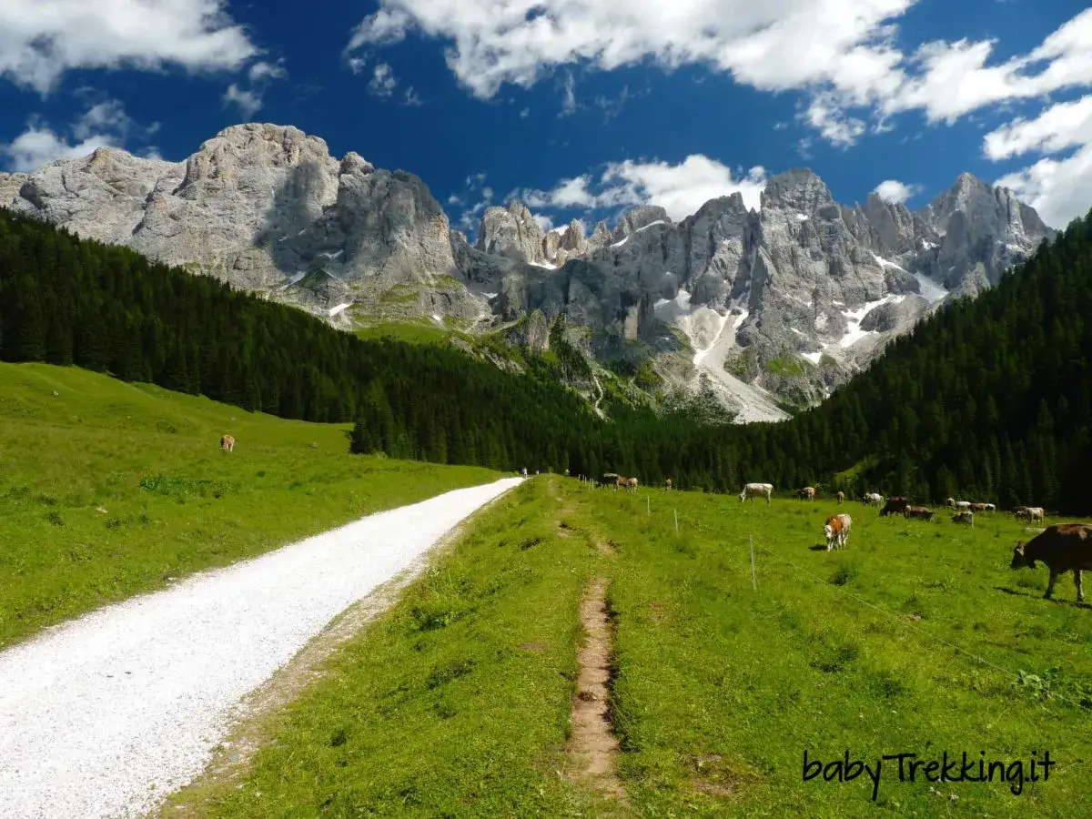 Sentiero bianco tra prati verdi e mucche al pascolo, con imponenti **Dolomiti facili** sullo sfondo.
