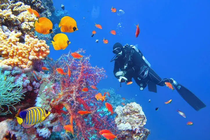 Snorkeling w Alanyi
