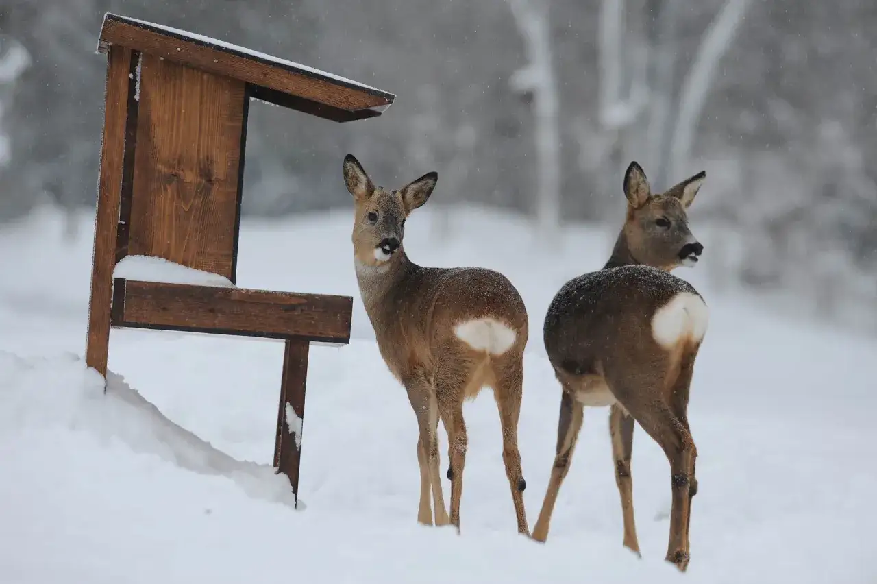 Två rådjur står i snön vid ett fågelbord under ett snöfall. Vinterlandskap.