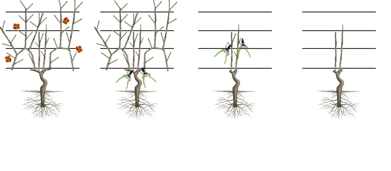 Illustration du cours de taille de la vigne : de la vigne feuillue à la taille sévère.