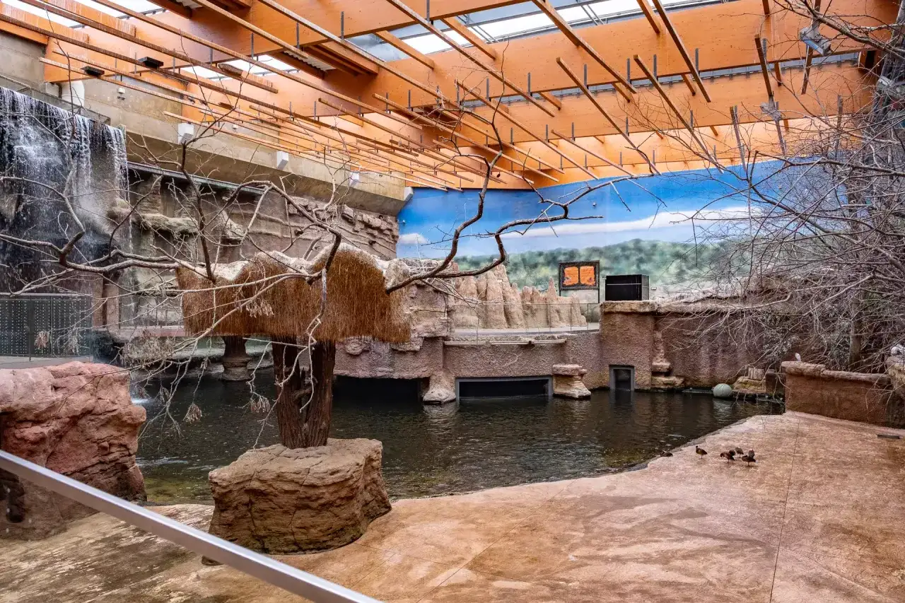 Wrocławskie zoo: wodospad, staw, ptaki i sztuczne skały. Sprawdź zoo wrocław bilety cennik przed wizytą!