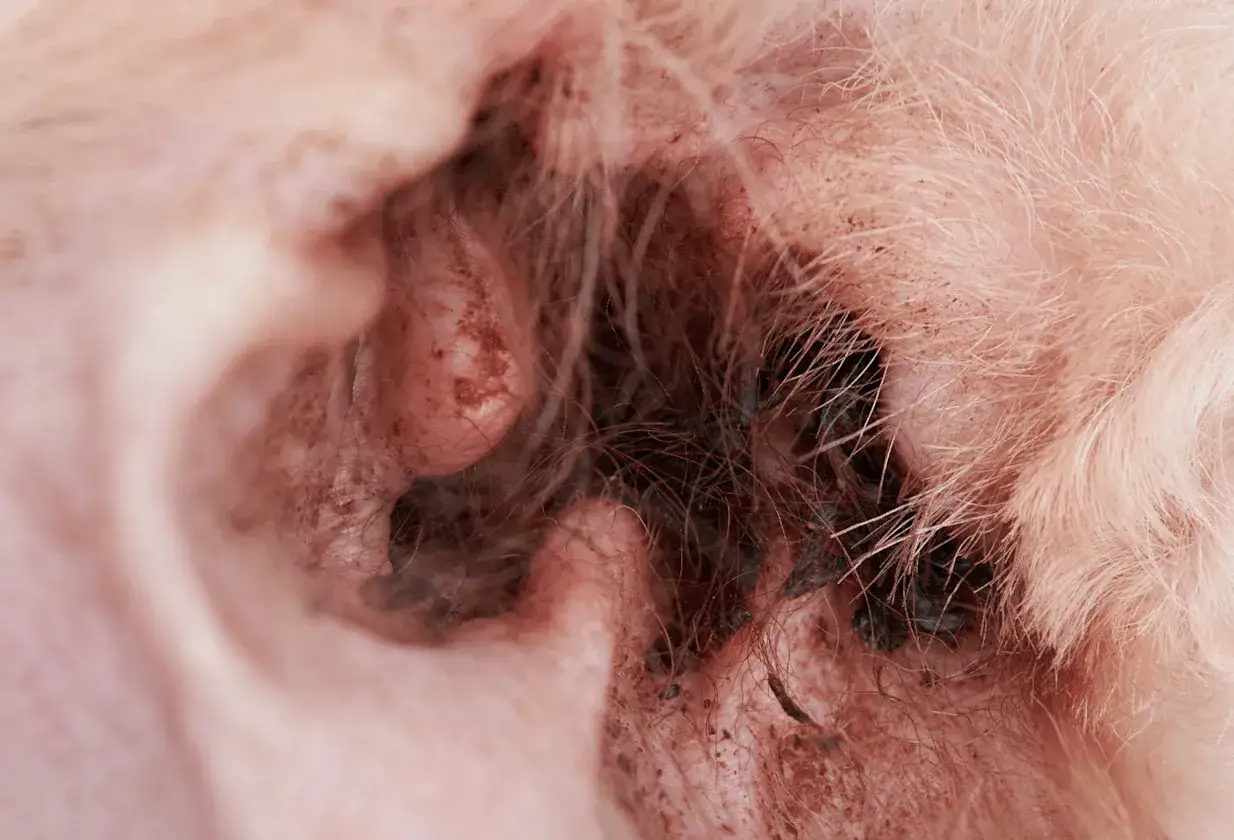 Orecchio di cane con cerume scuro e irritazione. Potrebbe essere il motivo perch&eacute; il cane si gratta sempre.