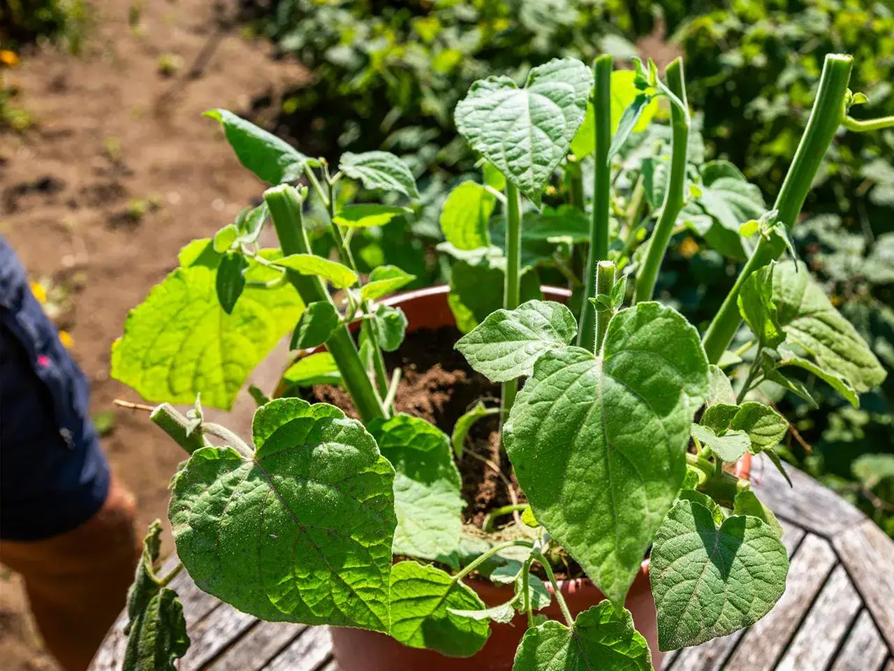 Gr&uuml;ne Physalis-Pflanze im Topf, bereit zum Ausgeizen. Gro&szlig;e, herzf&ouml;rmige Bl&auml;tter und aufrechte Stiele.