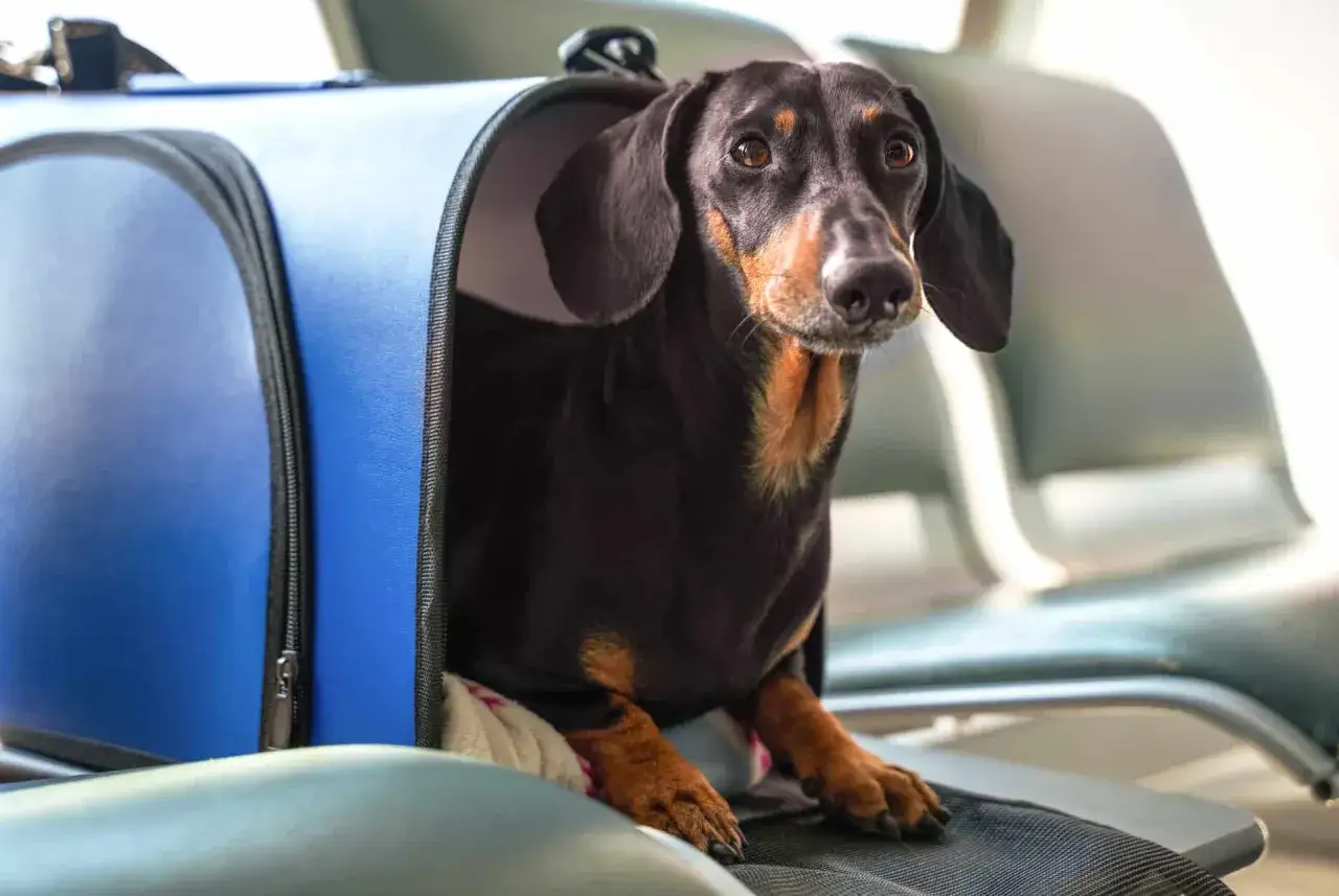 Un teckel noir et brun, prêt pour son voyage à Dubaï, attend patiemment dans son sac de transport bleu dans une salle d'attente.