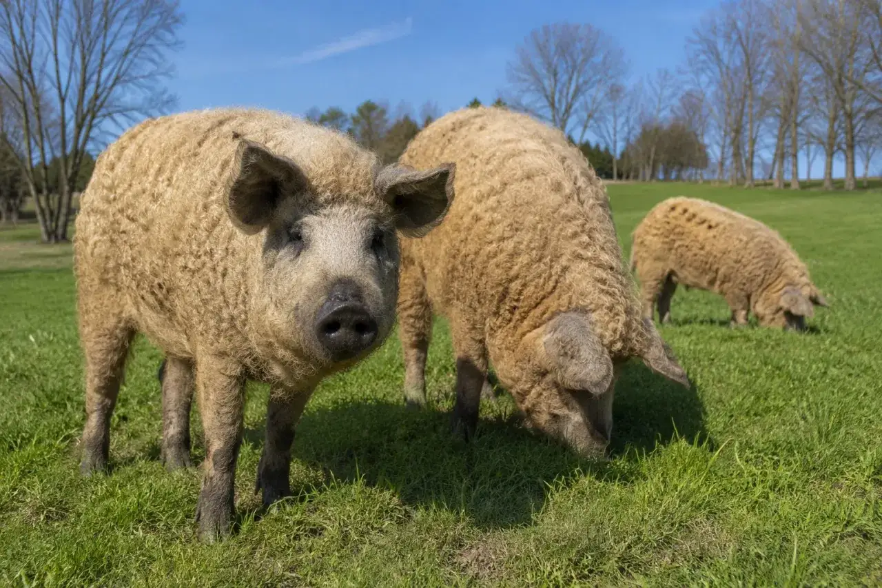 Wollige Mangalica-Schweine grasen auf einer grünen Wiese. Dieses Angler Sattelschwein Fleisch ist bekannt für seine Qualität.