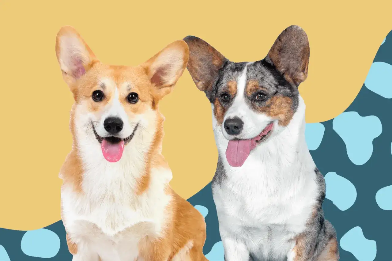 Zwei fröhliche corgi hunde mit großen Ohren und herausgestreckten Zungen vor einem bunten Hintergrund.