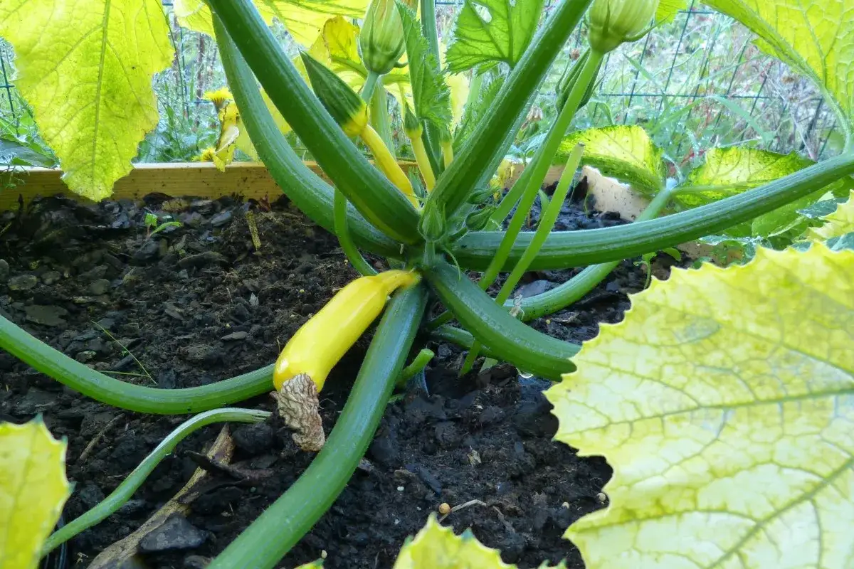 En liten, gul så zucchini växer på en frodig planta med stora gröna blad.
