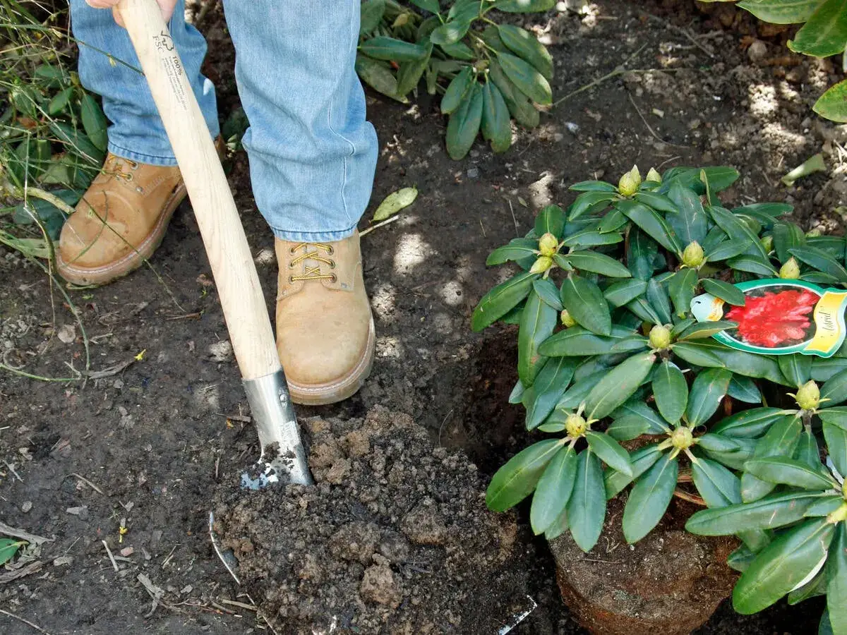 Gärtner bereitet das Rhododendron umpflanzen vor, indem er mit einer Schaufel den Boden lockert.