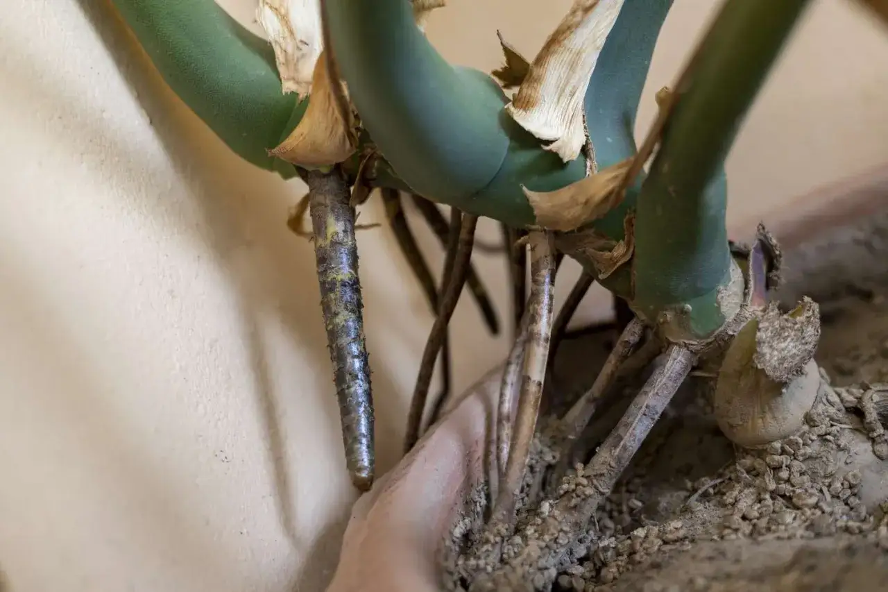 Monstera-Luftwurzeln wachsen aus dem Stamm und suchen Halt. Sie sind ein Zeichen für ein gesundes Wachstum der Pflanze.