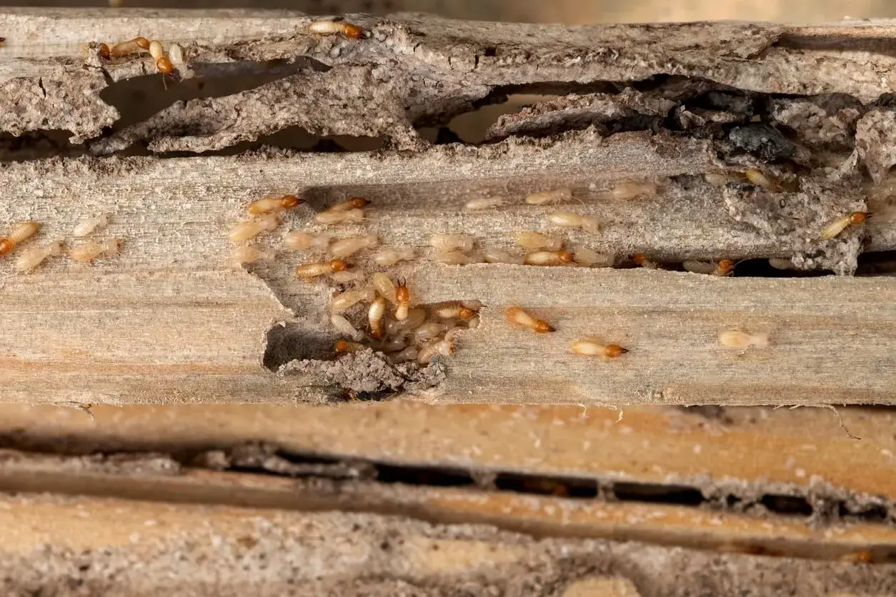 Colonisation de bois par des termites, un signe avant-coureur d'un traitement xylophage nécessaire pour protéger la structure.