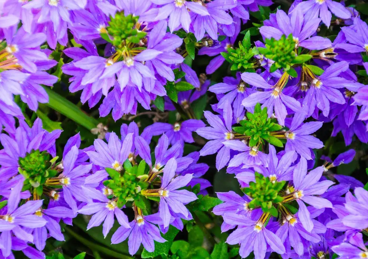 Fioletowe kwiaty scaevola uprawa, tworzące gęsty dywan.