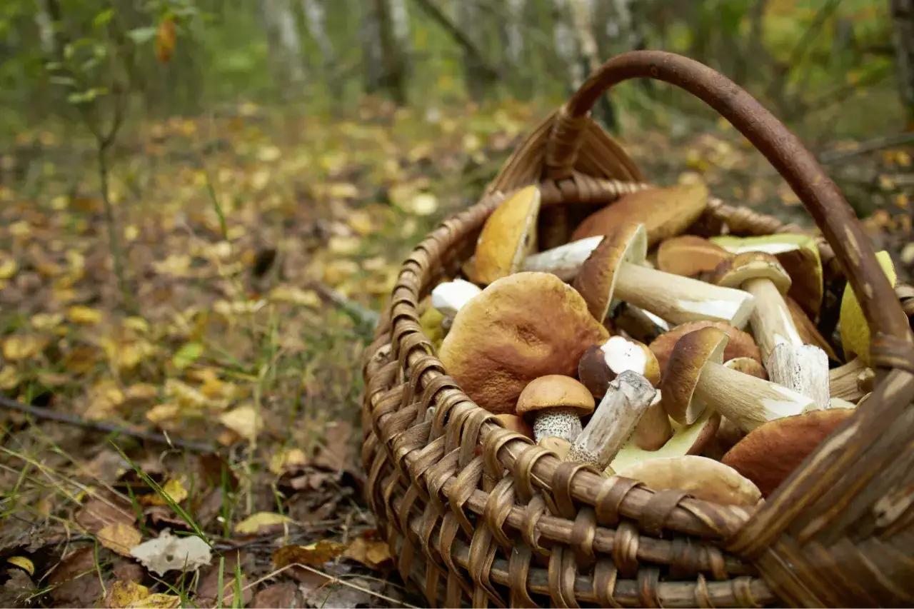 Panier rempli de champignons cueillis lors de la saison champignon, posé sur un lit de feuilles mortes en forêt.