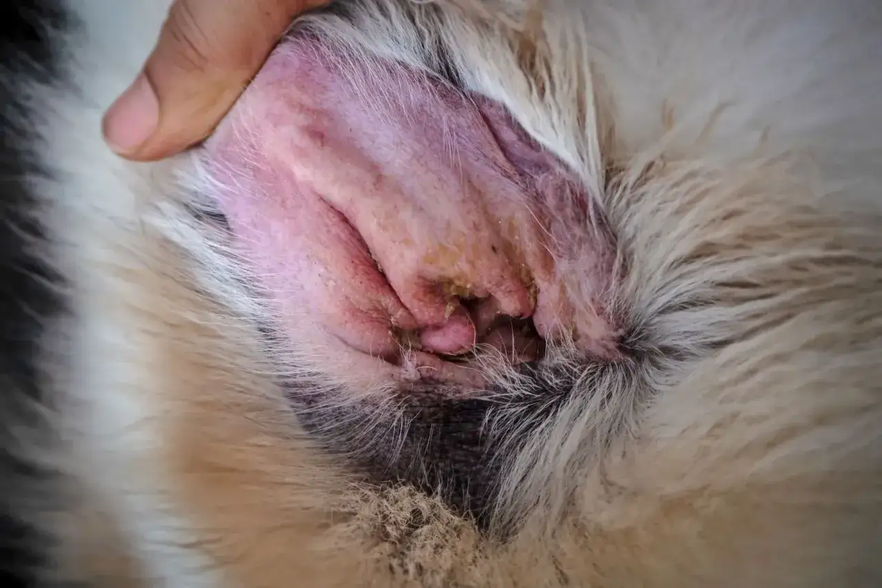 Oreille de chien rouge et irritée, avec des sécrétions jaunâtres, signe d'une otite. Un doigt soulève délicatement la peau.