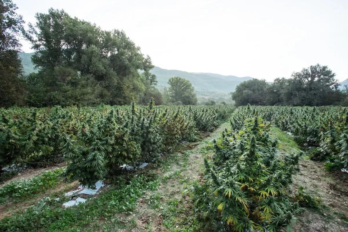 Un vasto campo dove si pu&ograve; coltivare cannabis, con file ordinate di piante rigogliose che si estendono verso le colline boscose sullo sfondo.