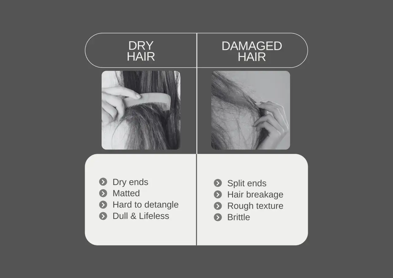 Vergleich: Trockenes Haar ist matt und schwer zu kämmen. Kaputte Haare haben Spliss, brechen leicht und sehen rau aus.