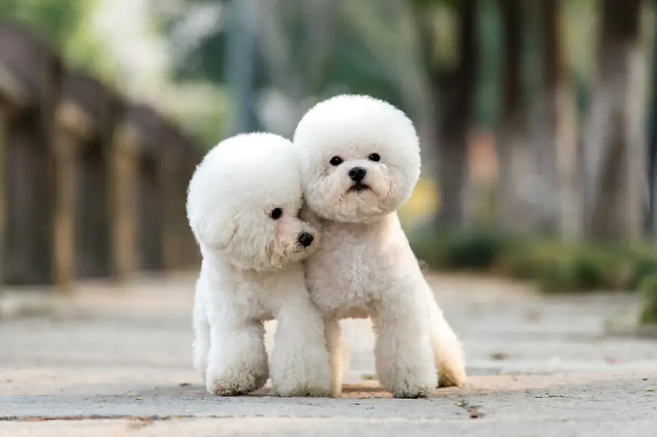 Dos adorables caniches con un corte de pelo esponjoso posan juntos al aire libre, uno apoyando su cabeza en el otro.