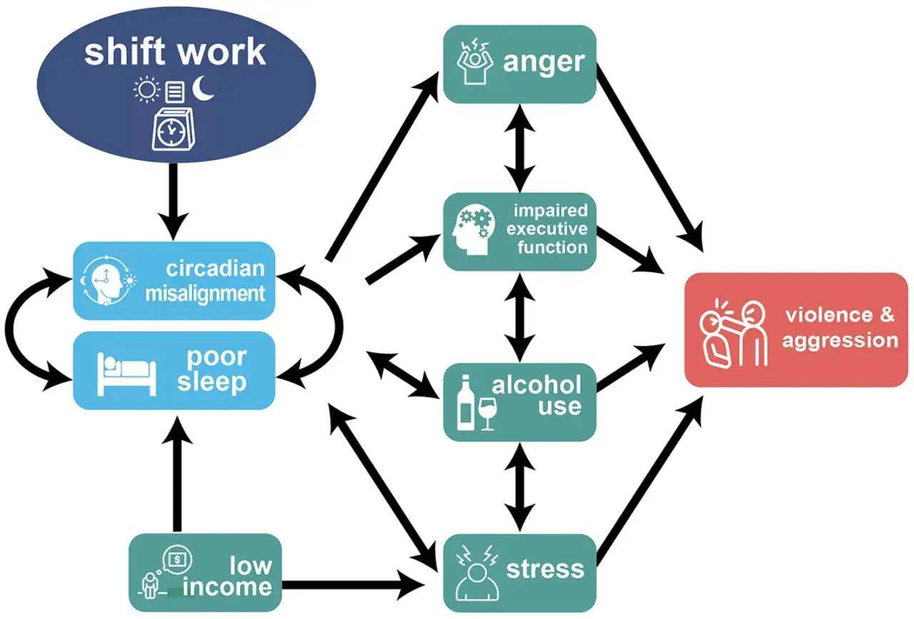 Schichtarbeit kann zu gestörter innerer Uhr, schlechtem Schlaf und Stress führen, was die Lebenserwartung beeinflusst.