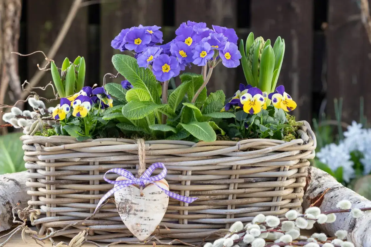 Fr&uuml;hlingskorb mit Veilchen und Primeln, ein Herzanh&auml;nger und K&auml;tzchenzweige. Ein sch&ouml;ner Gru&szlig;, wie eine Bauernregel zum Valentinstag.
