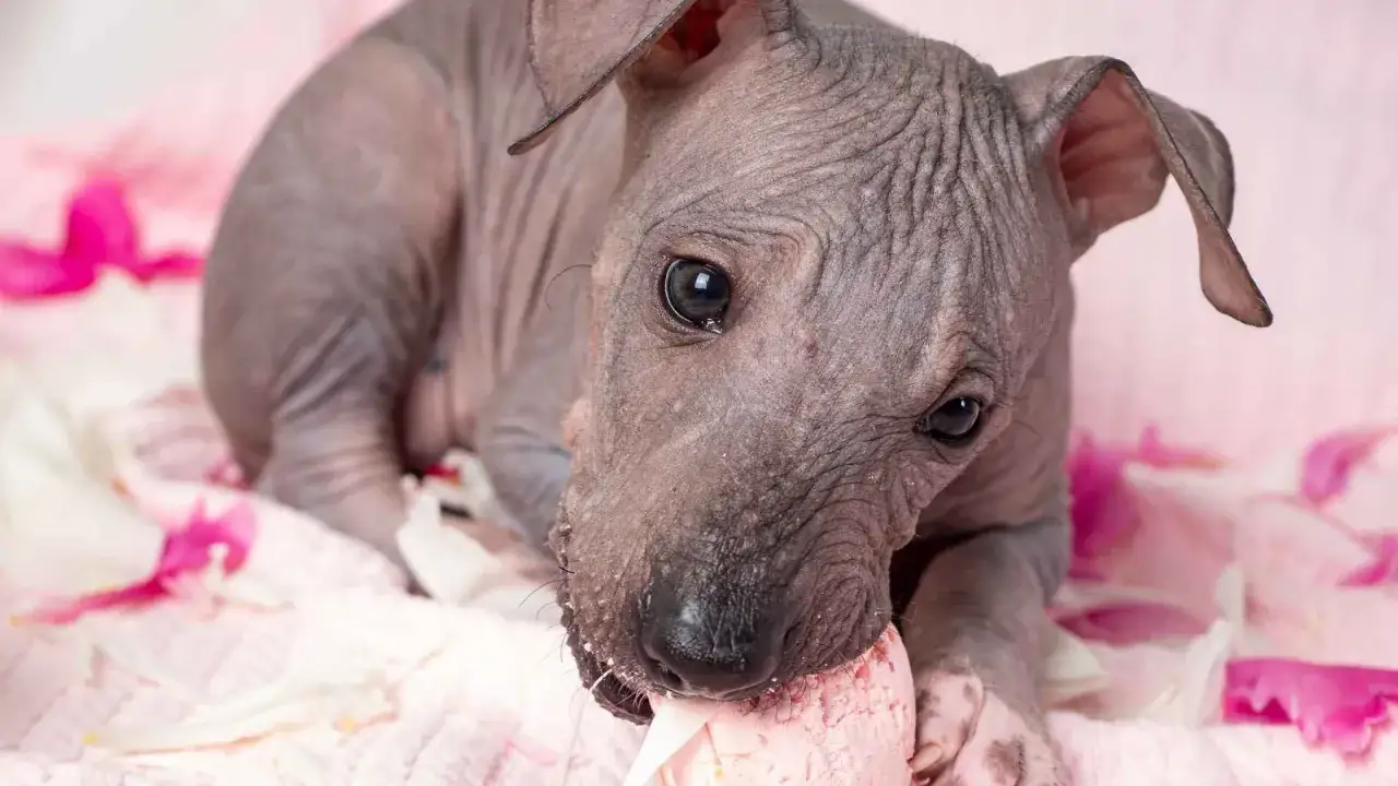 Un tierno perro calvo, con su piel arrugada, disfruta de un helado rosa sobre p&eacute;talos de flores.