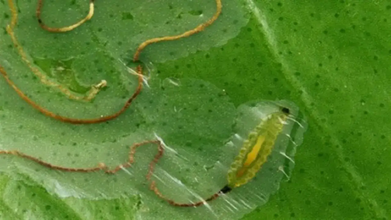 Oruga minadora en hoja de naranjo, un problema que requiere insecticida para naranjos.