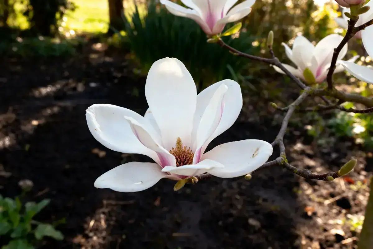 Magnifique magnolia blanc en pleine floraison. Le printemps est le moment idéal pour savoir quand planter un magnolia et profiter de sa beauté.