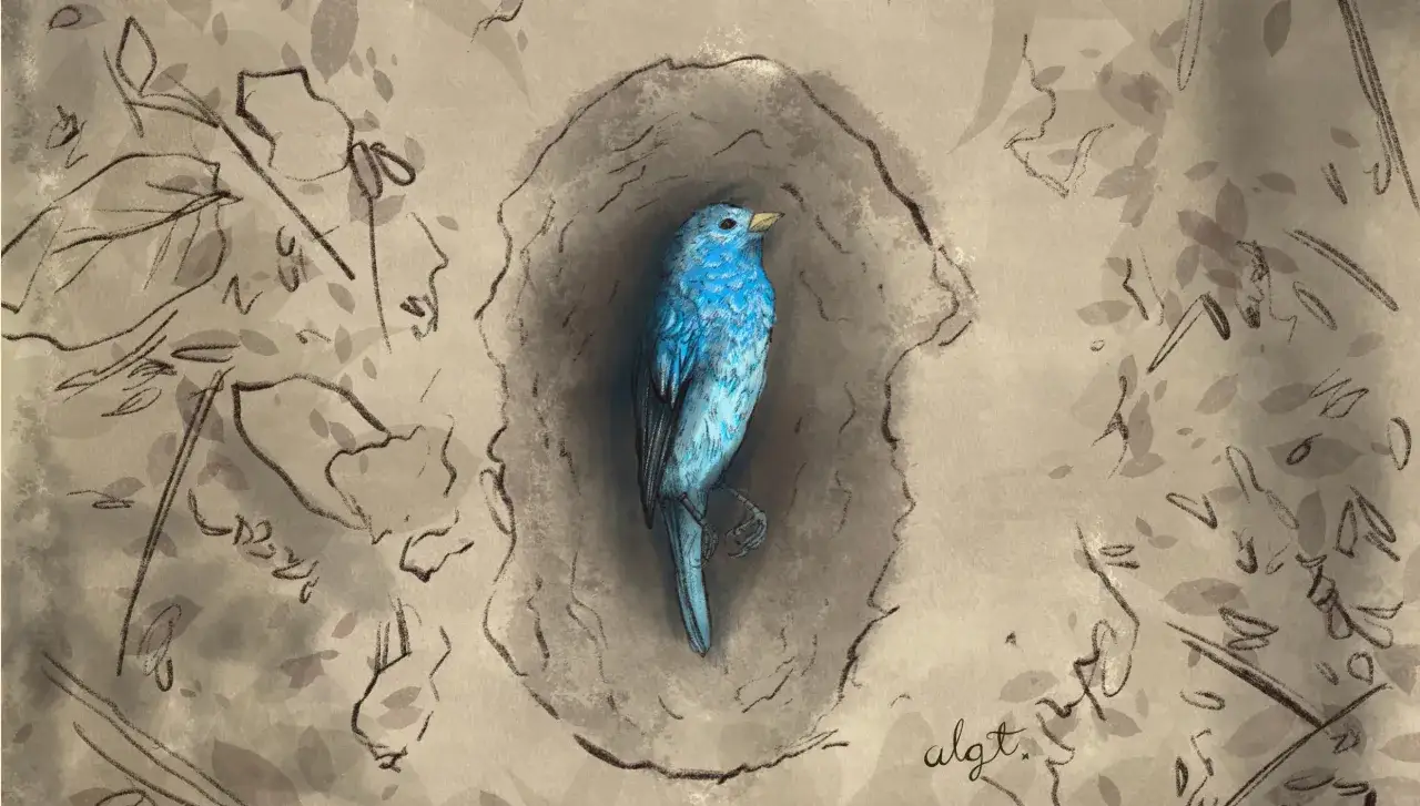 Un pájaro azul yace en un hueco, como si soñar con pájaros muertos fuera una triste realidad. El fondo evoca hojas secas y trazos de un cuaderno.