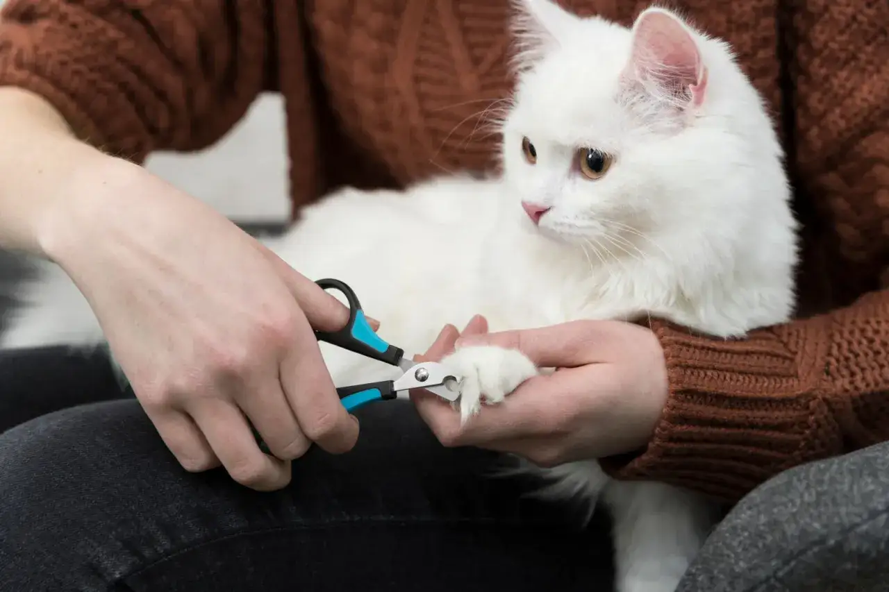 En person klipper försiktigt klorna på en vit katt. En guide om hur klipper man klorna på en katt.