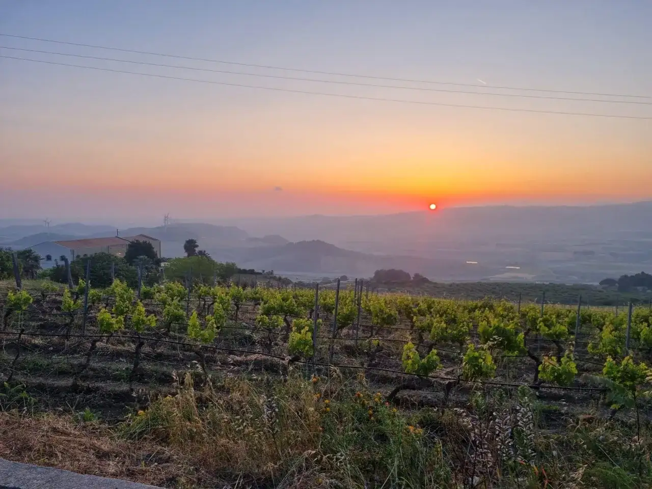 Tramonto mozzafiato su vigneti rigogliosi, perfetto per **aperitivi in vigna**. L'aria è tiepida, il sole arancione scende all'orizzonte.