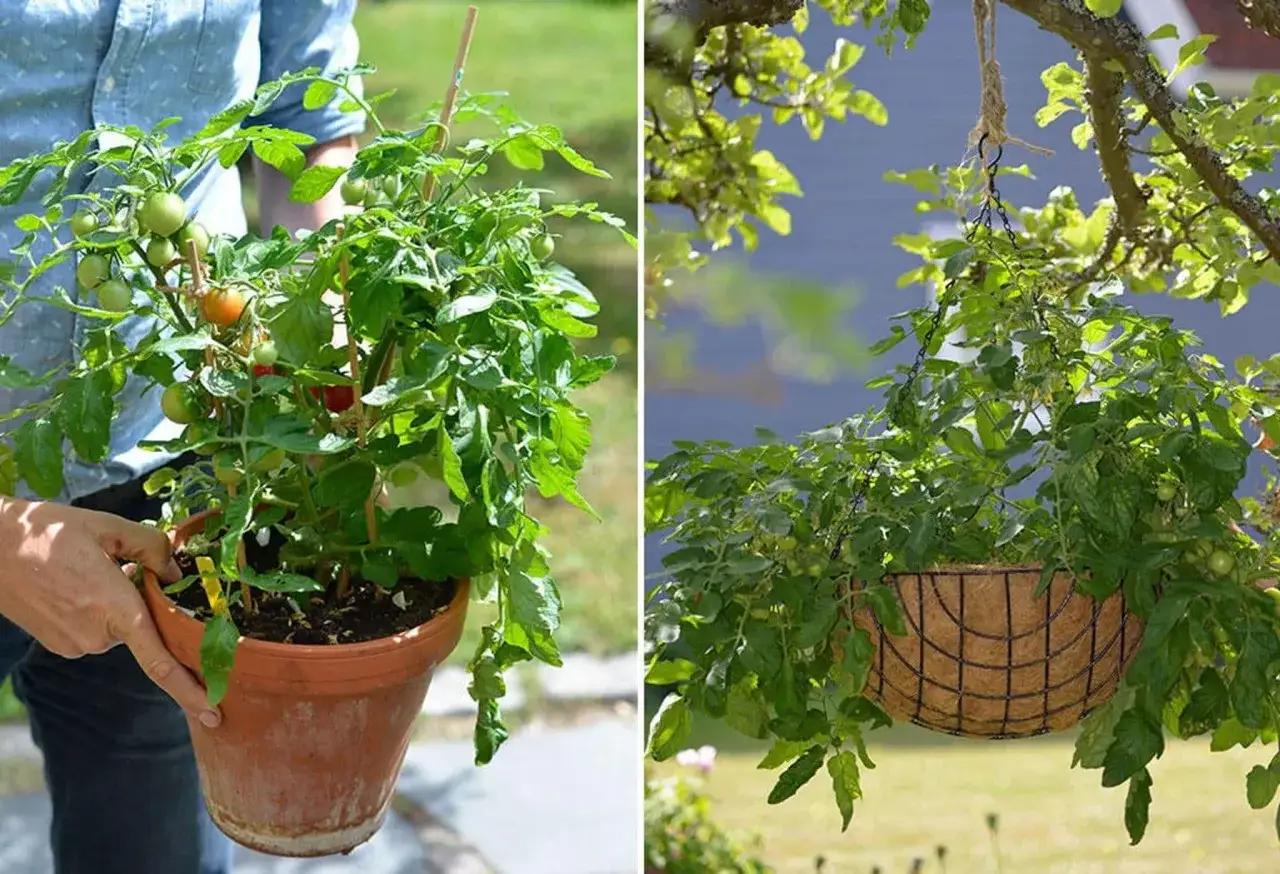 En person håller en kruka med tomatplantor. En annan tomatplanta hänger i en korg från ett träd. Perfekt för att odla tomater!